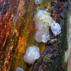 An unidentified slimy fungus
